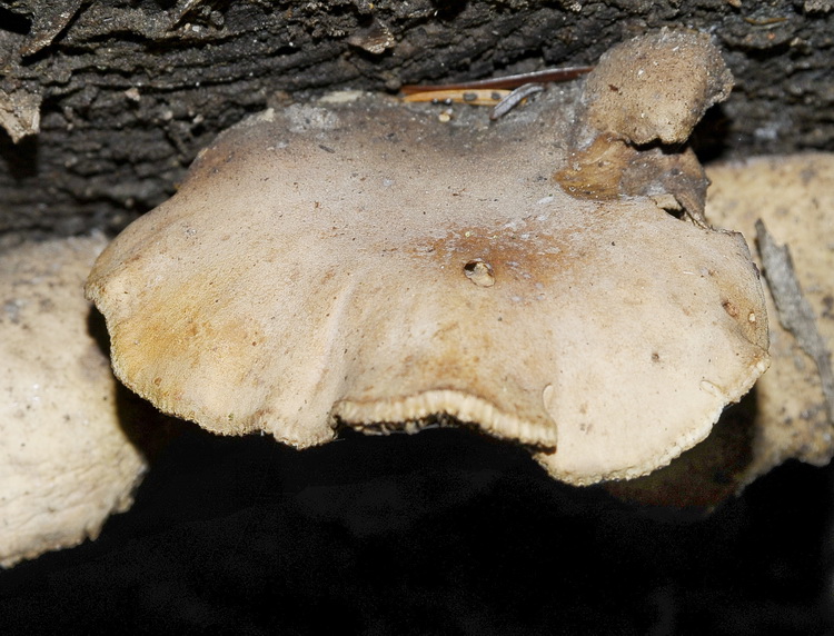 Neolentinus adhaerens (Alb. & Schwein.) Redhead & Ginns,